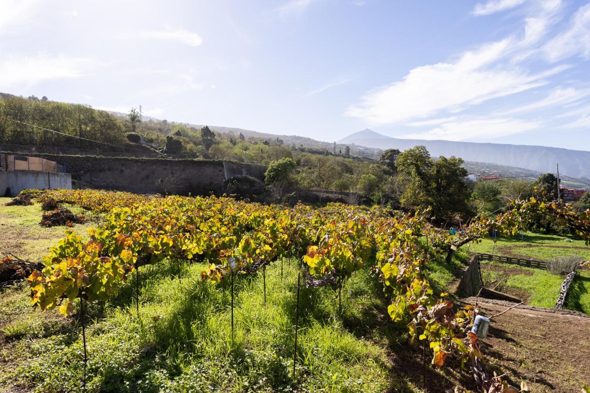 Ek Las Vistas Finca El Milagro La Orotava Dış mekan fotoğraf