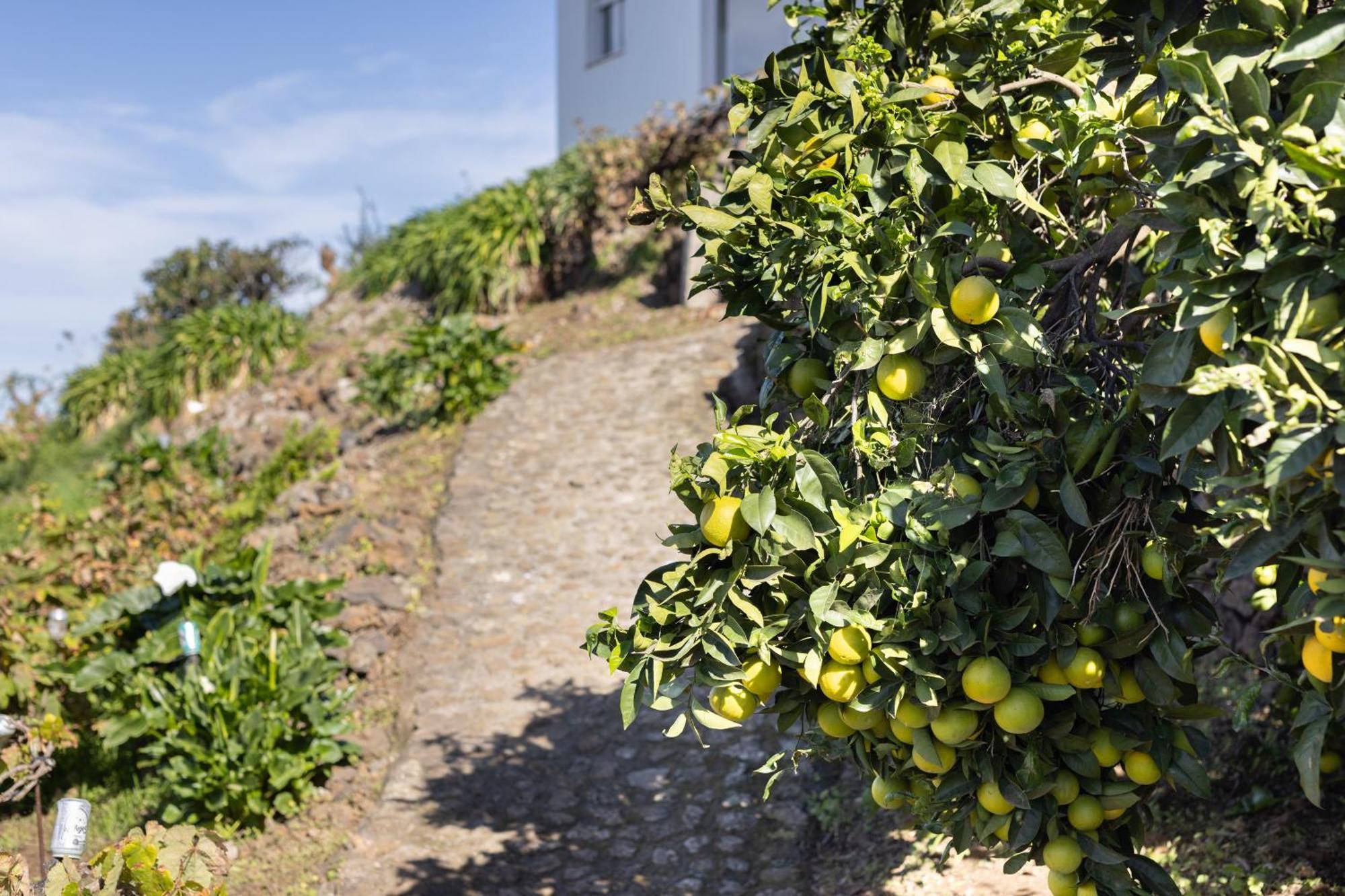Ek Las Vistas Finca El Milagro La Orotava Dış mekan fotoğraf